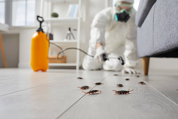 Commercial Rodent Management in Rockdale